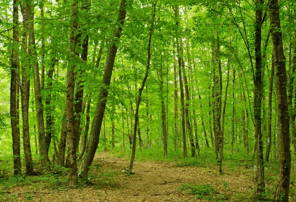 Bosque de montaña —  Fotos de Stock