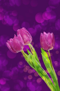 Lale çiçek arka plan