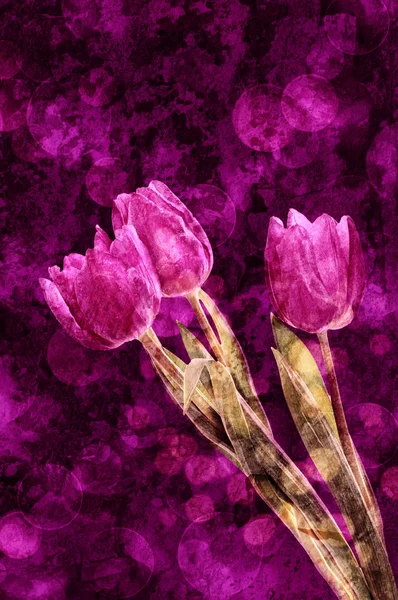 Tulpan blommor — Stockfoto