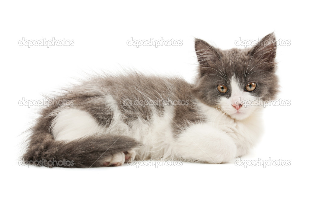 gri ve beyaz yavru kedi — Stok Foto © Roxana 25152235