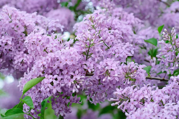 ライラックの花の枝 — ストック写真