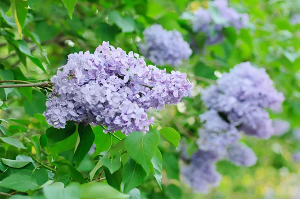 Rama de flores lila — Foto de Stock