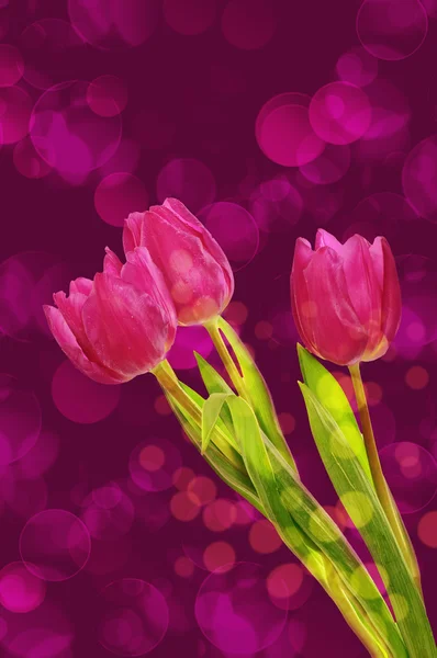 Tulp bloemen achtergrond — Stockfoto