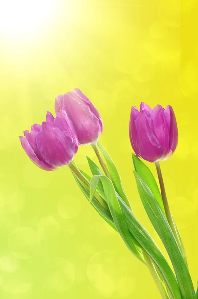 郁金香鲜花背景 — 图库照片