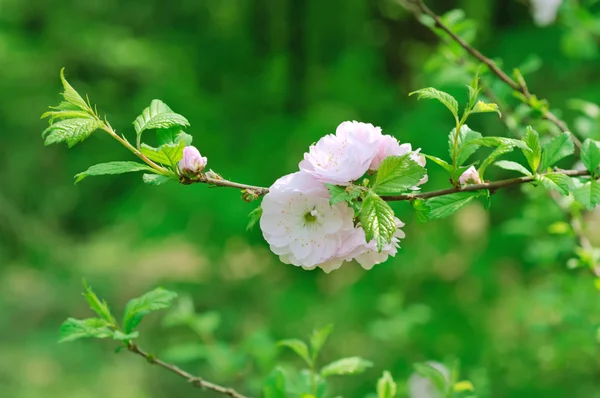 Цветение цветов сакуры — стоковое фото