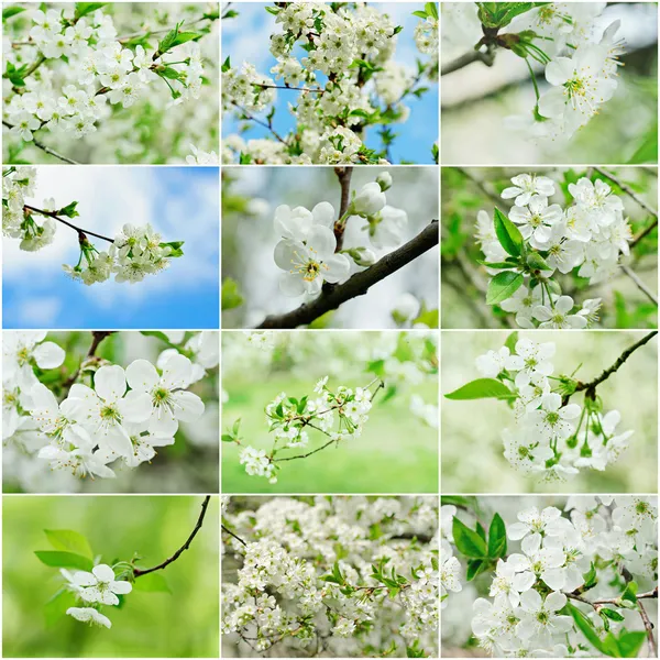Cherry flowers collection — Stock Photo, Image