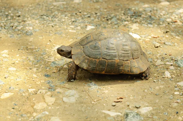 Mittelmeerschildkröte — Stockfoto