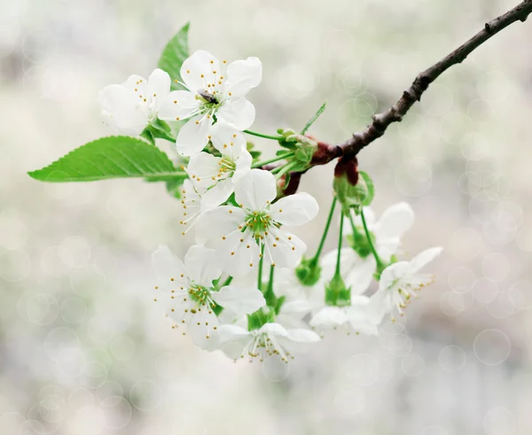 桜の花 — ストック写真