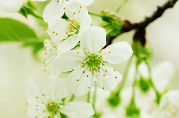 Flores de cereza — Foto de Stock