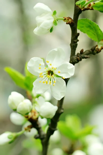 樱桃花 — 图库照片