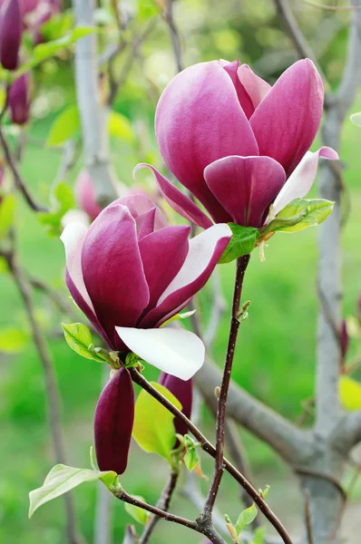 Magnolia fleurs — Photo