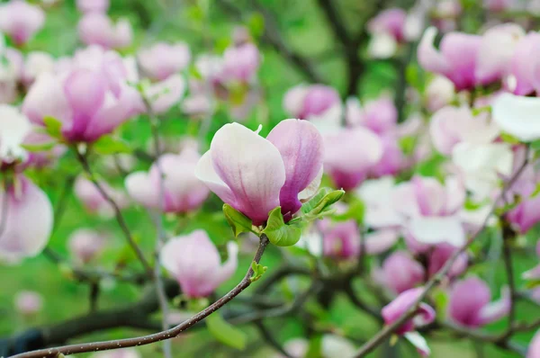 Kwiaty magnolii — Zdjęcie stockowe