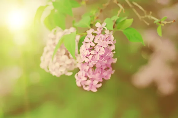 Ramo di fiori lilla — Foto Stock