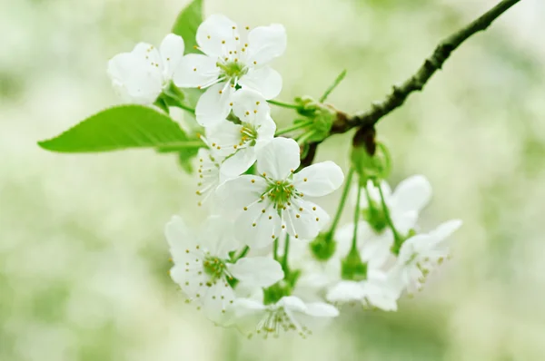 Fiori di ciliegio — Foto Stock