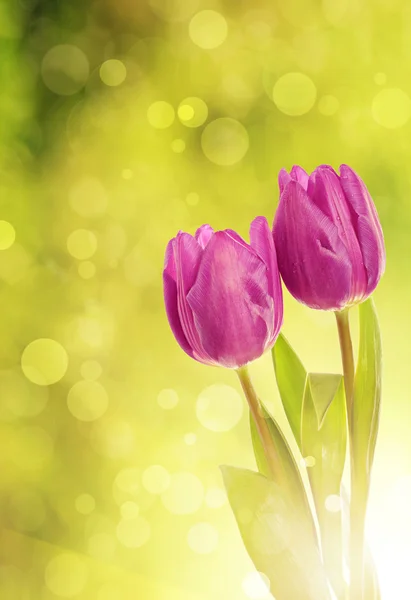 Tulpenblüten — Stockfoto