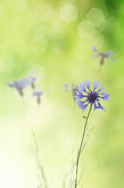 Cornflowers background