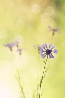 Cornflowers background