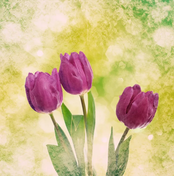 Tulp bloemen — Stockfoto