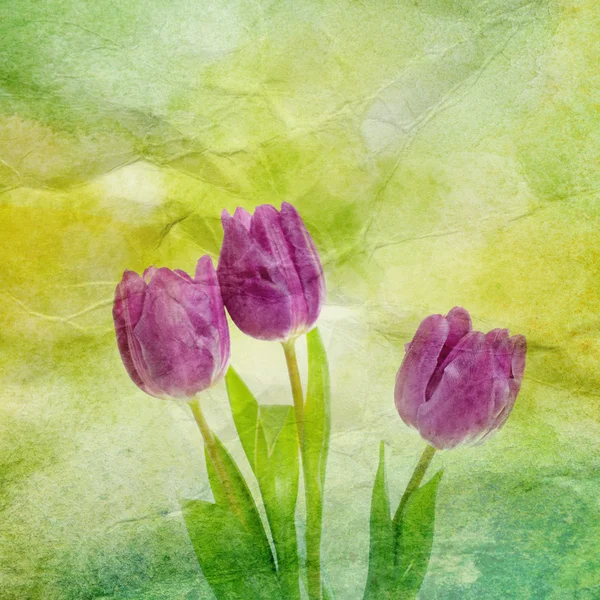 Tulip flowers — Stock Photo, Image