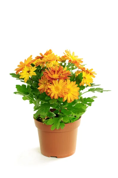 Orange chrysanthemum — Stock Photo, Image