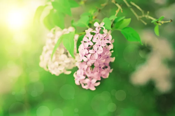Branche de fleurs lilas — Photo