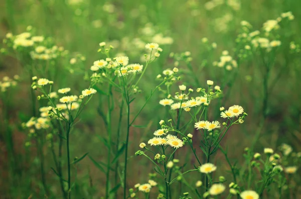 Wild camomile flowers — Stock Photo, Image