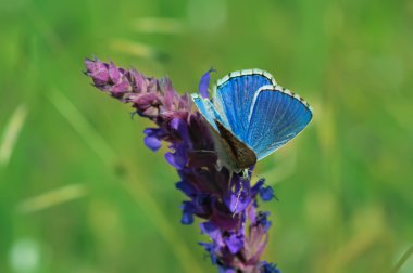 Çiçekteki mavi kelebek