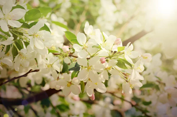 Manzano flor — Foto de Stock