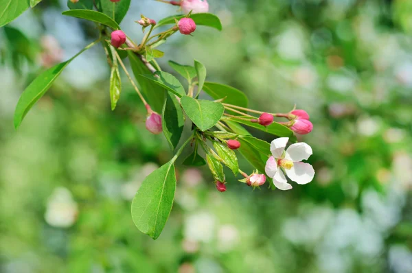 Apfelbaumblüte — Stockfoto