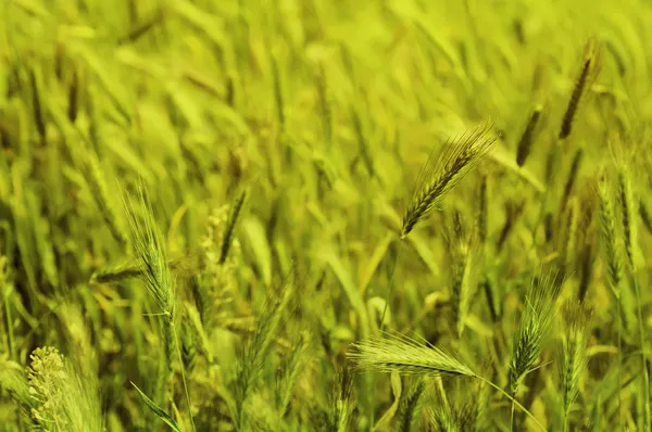 Campo auricolare — Foto Stock