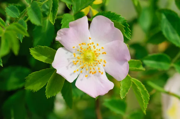 Fleurs de rose-chien — Photo