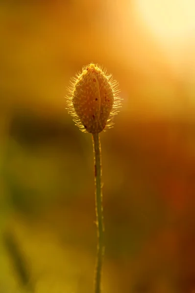 Poppy bud in a field — Stock Photo, Image