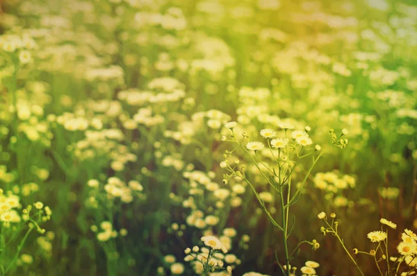 Wild camomile flowers — Stock Photo, Image