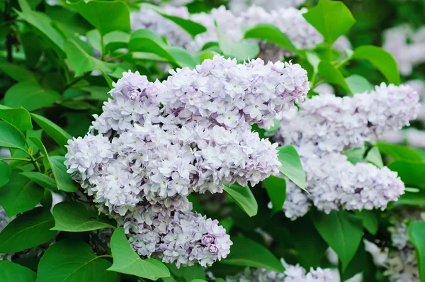 Förgrenade lila blommor — Stockfoto