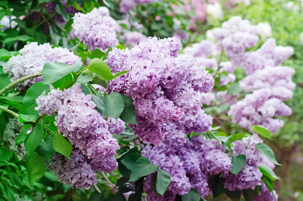 紫丁香花枝条 — 图库照片