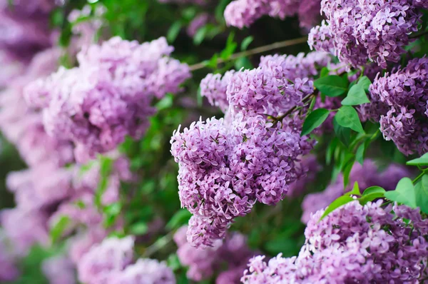 Rama de flores lila —  Fotos de Stock