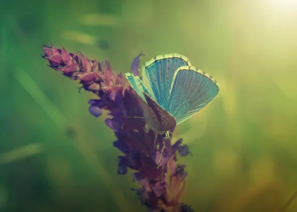 Papillon bleu sur fleur — Photo