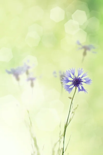 Cornflowers sfondo — Foto Stock
