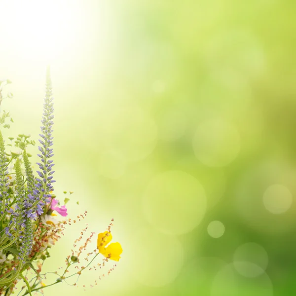 Summer flowers — Stock Photo, Image