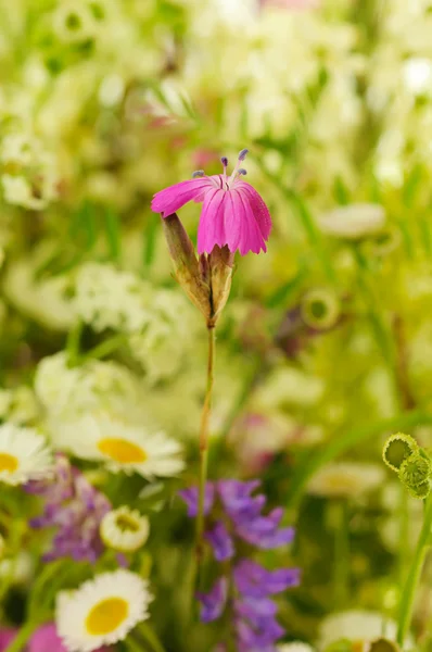 Wild carnation flower — Stock Photo, Image