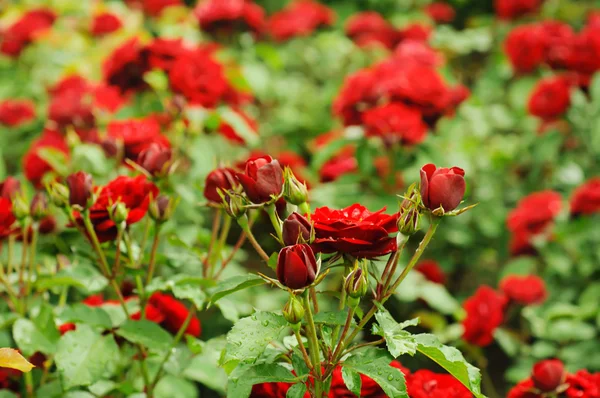 Garten mit roten Rosen — Stockfoto