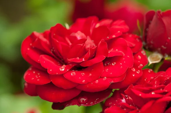 Rote Rose — Stockfoto