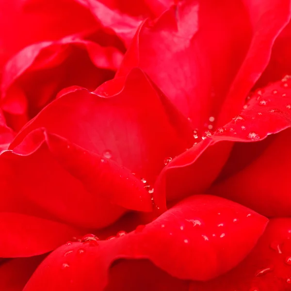 Macro rose rouge — Photo