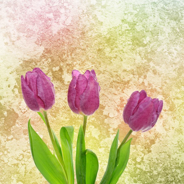 Tulp bloemen — Stockfoto