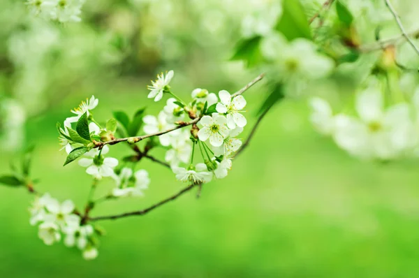 Flores de cereza — Foto de Stock