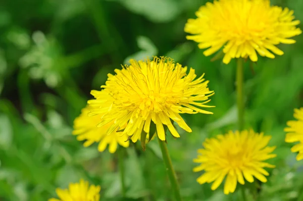 タンポポの花 — ストック写真