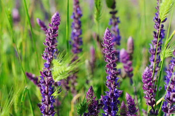 Fiore di prato viola — Foto Stock