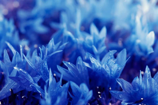 Cornflower background — Stock Photo, Image