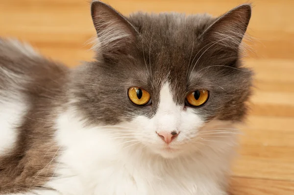 Cute domestic cat — Stock Photo, Image