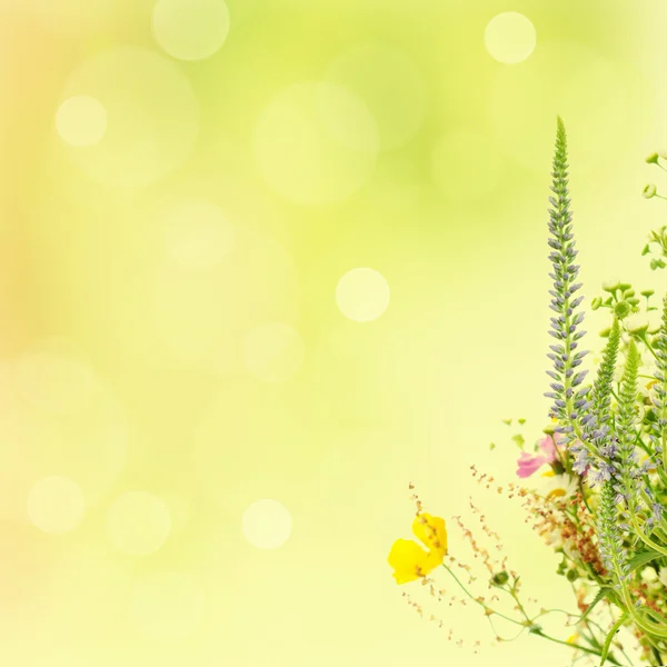 Summer flowers — Stock Photo, Image